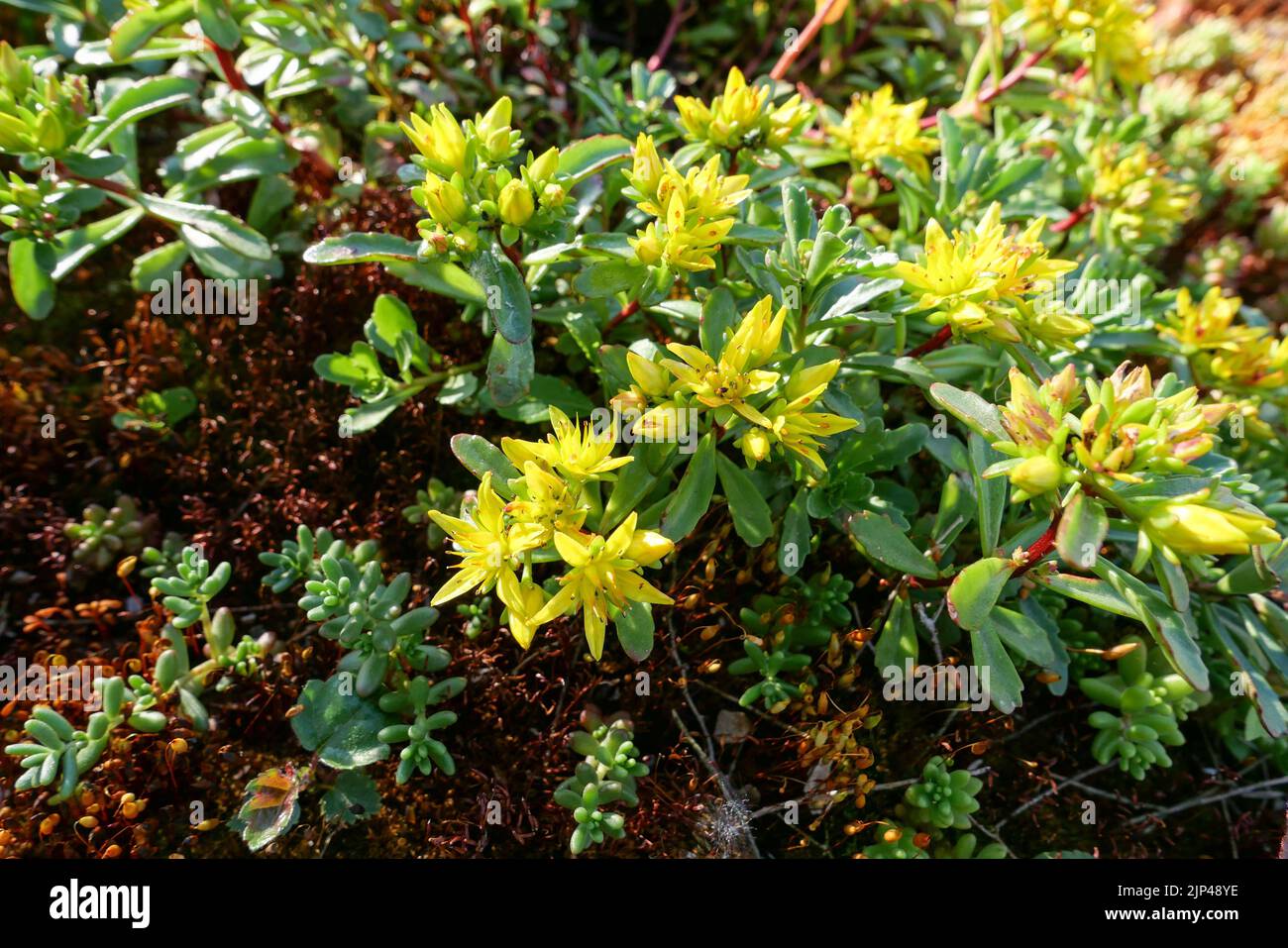 A closeup of green stonecrop (sedum) plant Stock Photo