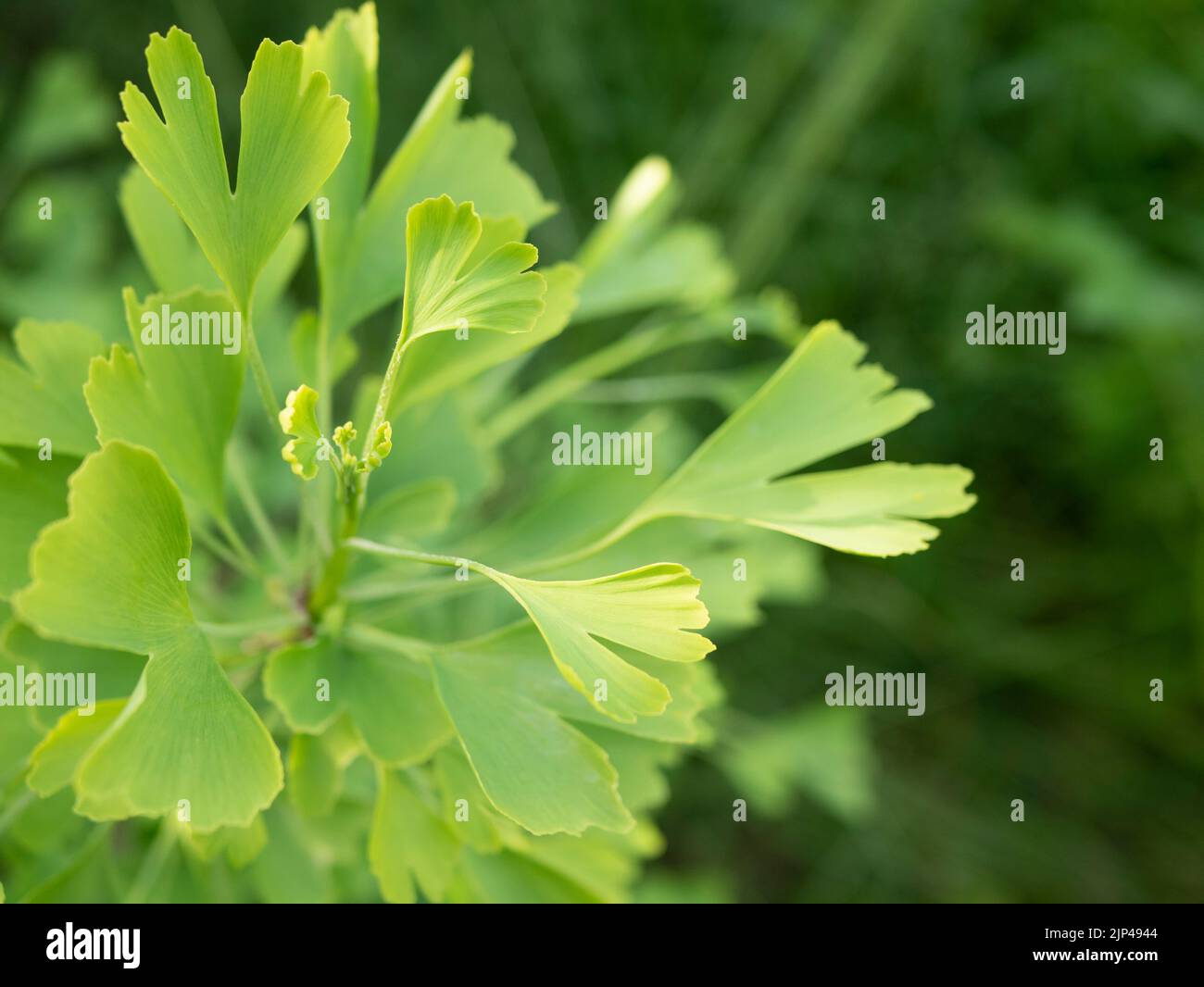 Ginkgo biloba leaves, selective focus. Young shoots of Ginkgo tree. Dietary supplement, alternative, herbal medicine Stock Photo
