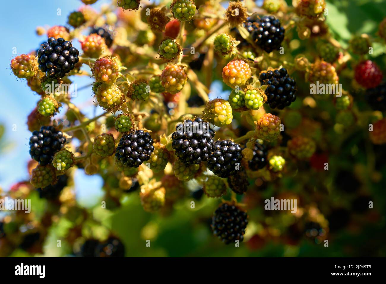 Wild Ripening Blackberries in the Sun. Fresh, ripening blackberries on the bush. Stock Photo