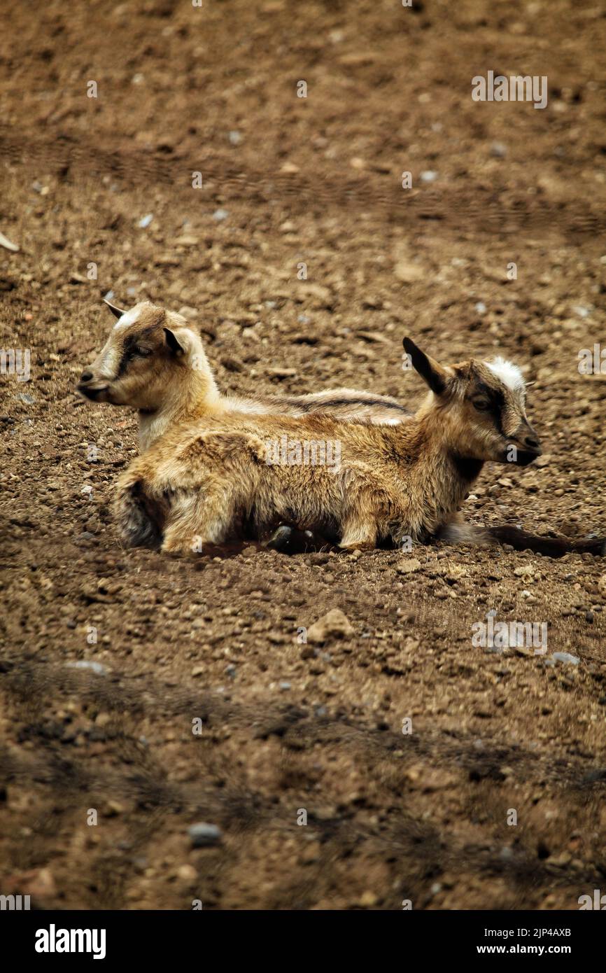 the vertical view of two American pygmy goats on the soil Stock Photo