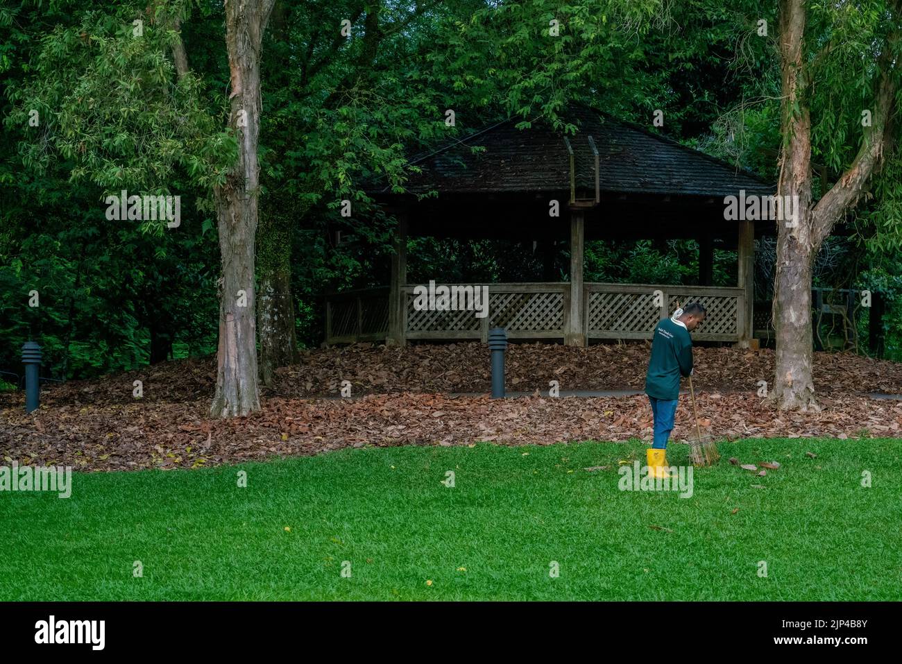 A gardener is sweeping up leaves with a broom at Botanic Gardens, Singapore. Stock Photo