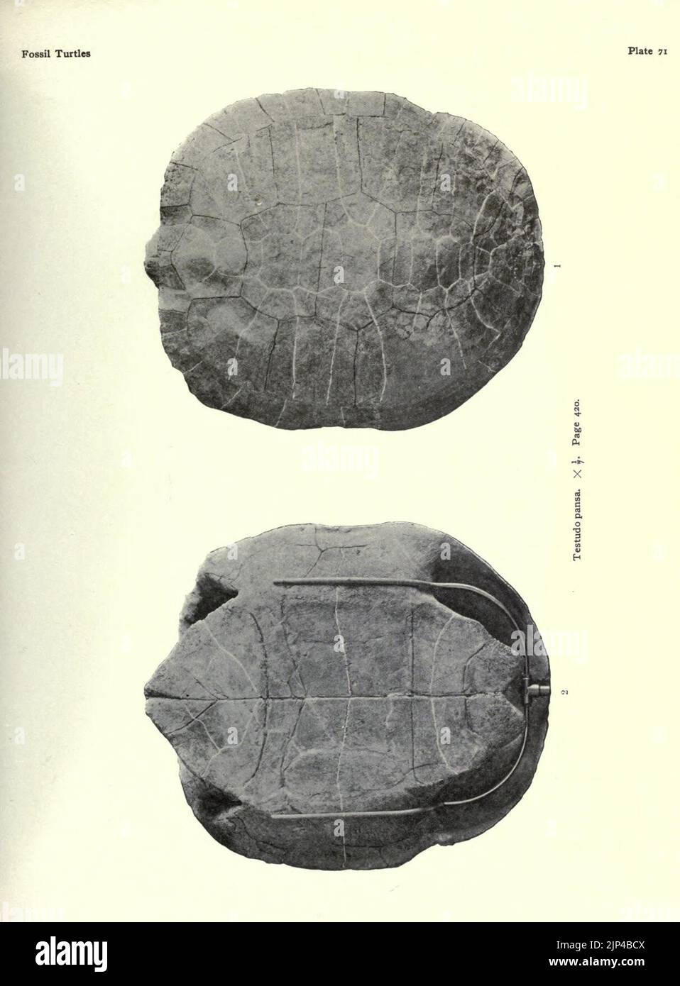 The fossil turtles of North America Stock Photo - Alamy