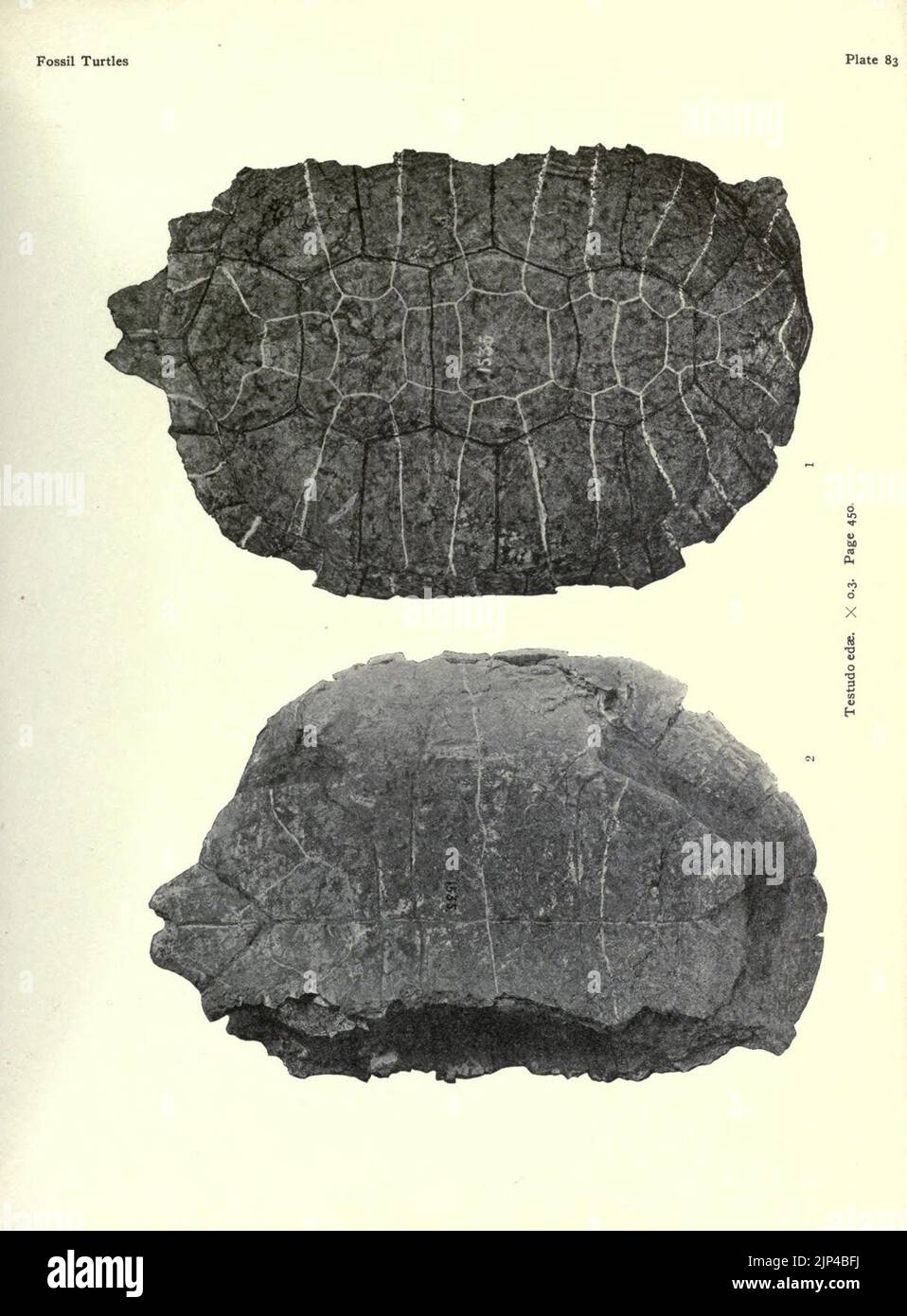 The fossil turtles of North America Stock Photo - Alamy