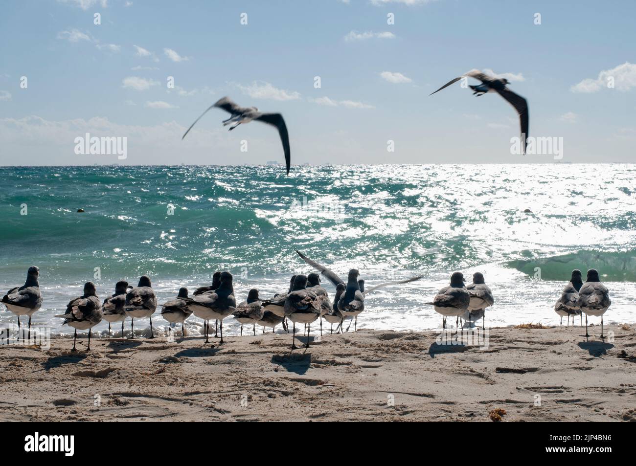 A blurred group of seagulls rests on a tropical beach, with selective focus. Riviera Maya Mexico. Stock Photo