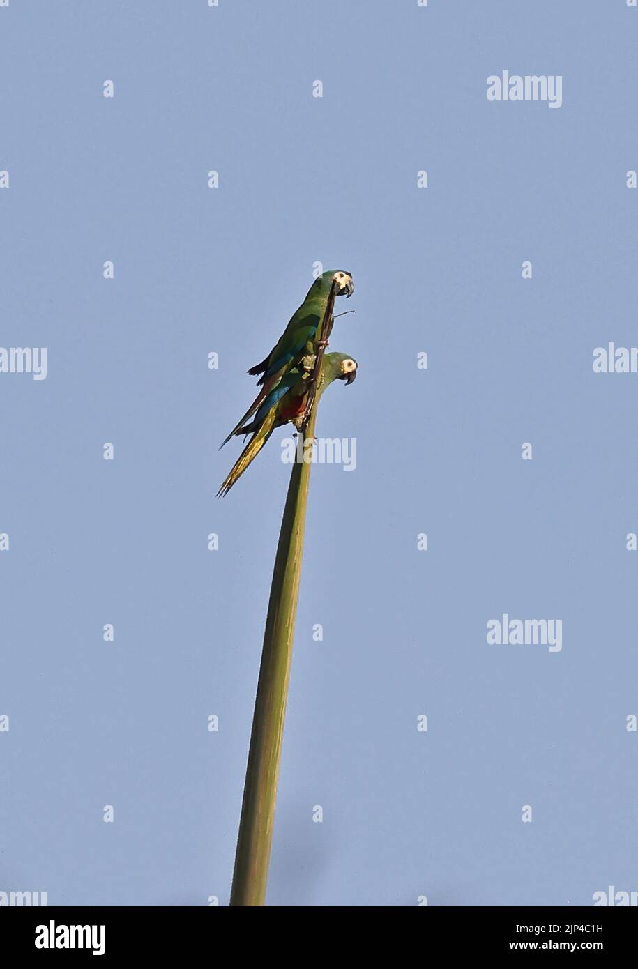 Blue-winged Macaw (Primolius maracana) adult pair perched on top of palm tree Caleche, Brazil                     July Stock Photo