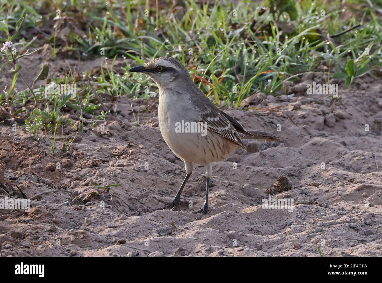 Chalk-browed Mockingbird (Mimus saturninus) adult standing on sandy ground Pantanal, Brazil                     July Stock Photo