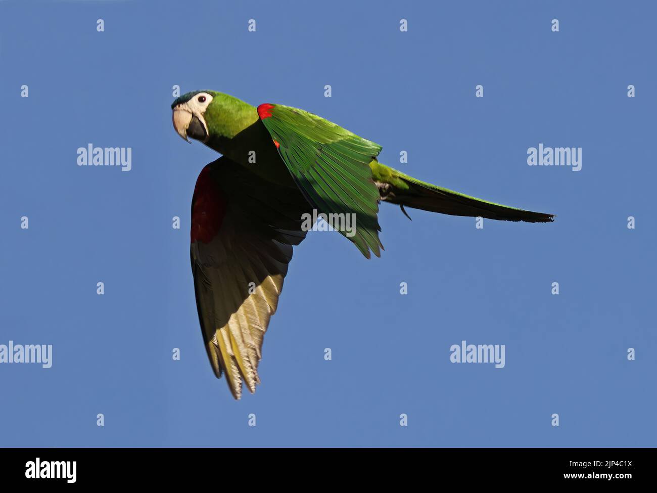 Red-shouldered Macaw (Diopsittaca cumanensis cumanensis) adult in flight Pantanal, Brazil.                 July Stock Photo