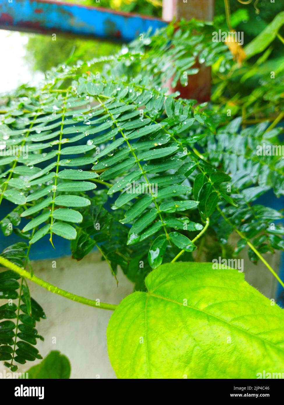Amazing green leaves hi-res stock photography and images - Alamy