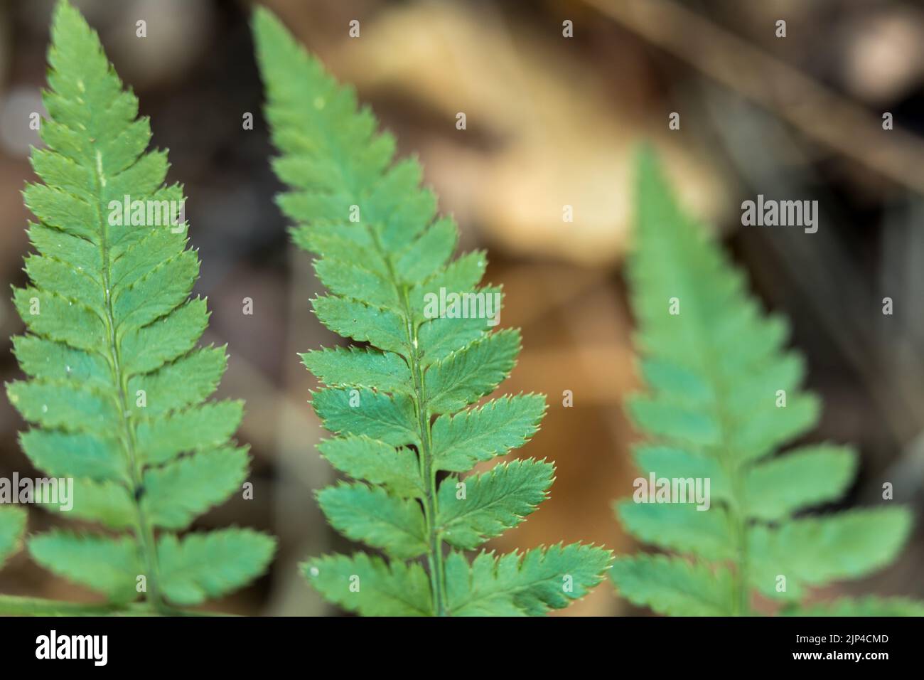 Fern leaf, plant closeup, leaf details Stock Photo Alamy