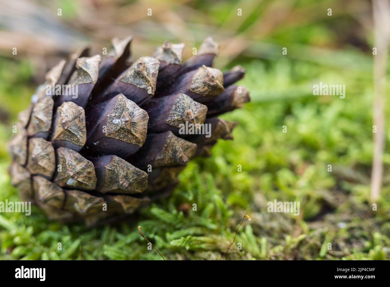 Close up texture cones hi-res stock photography and images - Alamy
