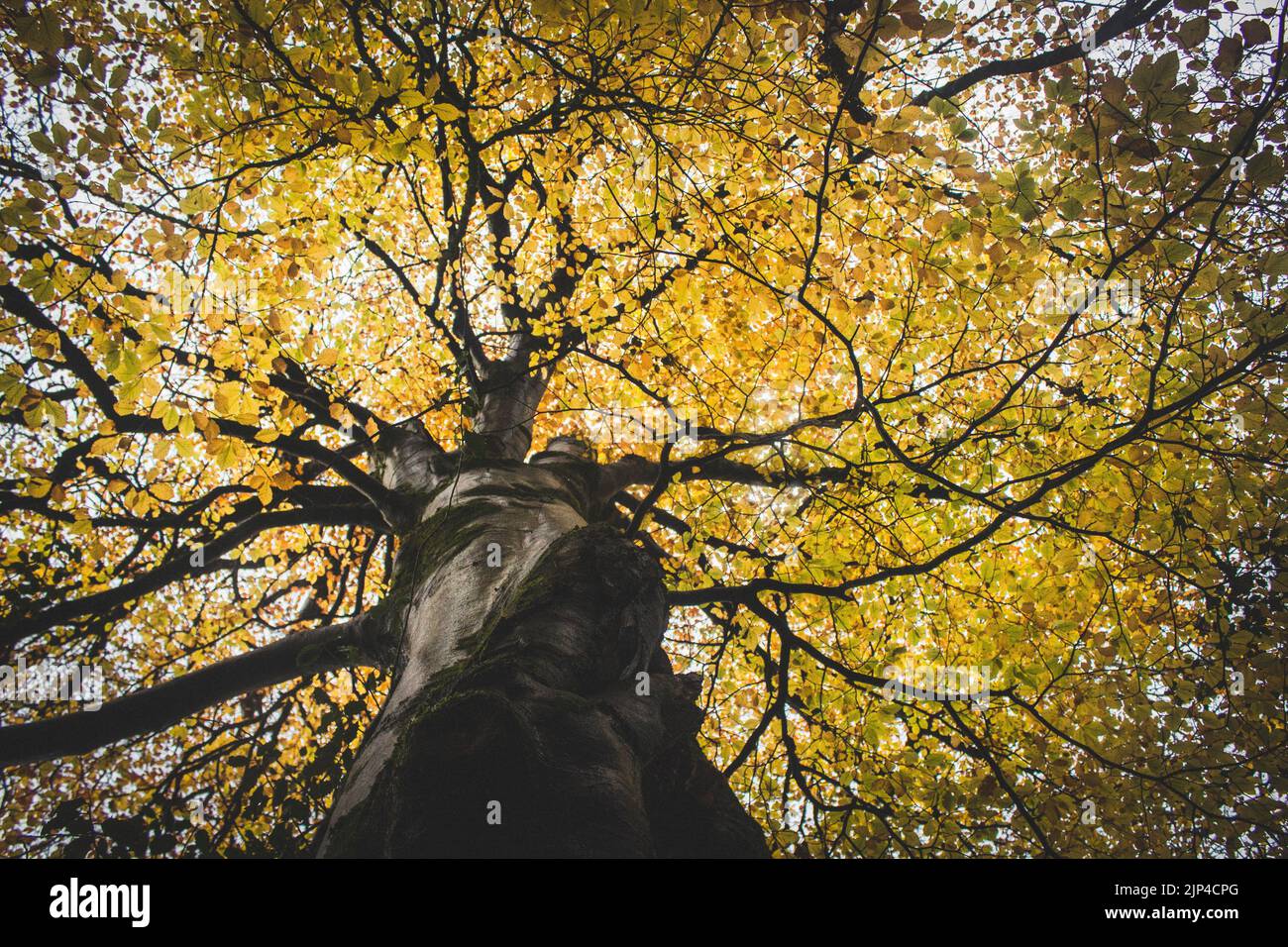 A low angle shot of a tree with yellow autumn leaves in Ireland Stock ...