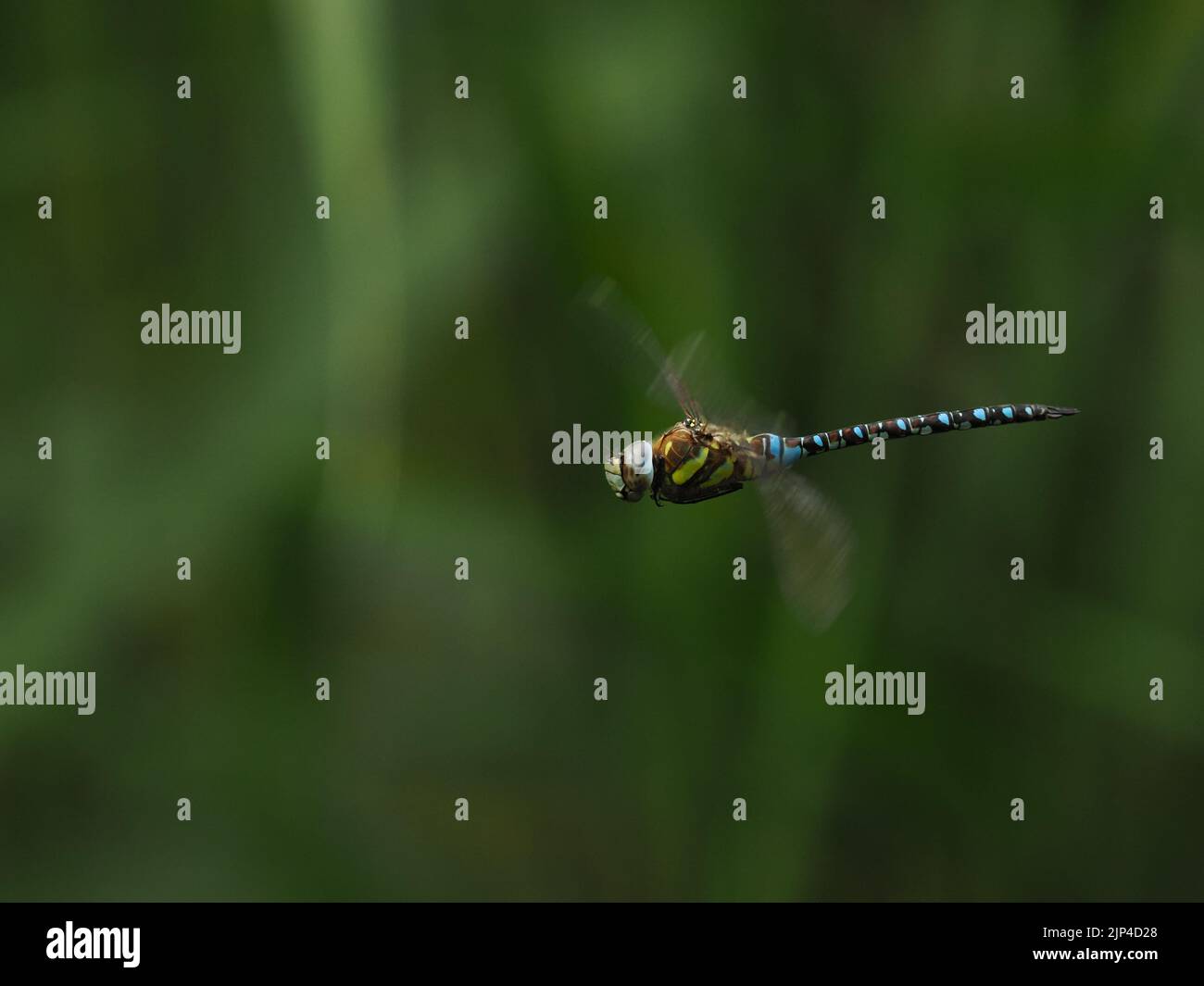 Migrant Hawker on the wing in August 2022 over open water of a reedbed. Stock Photo