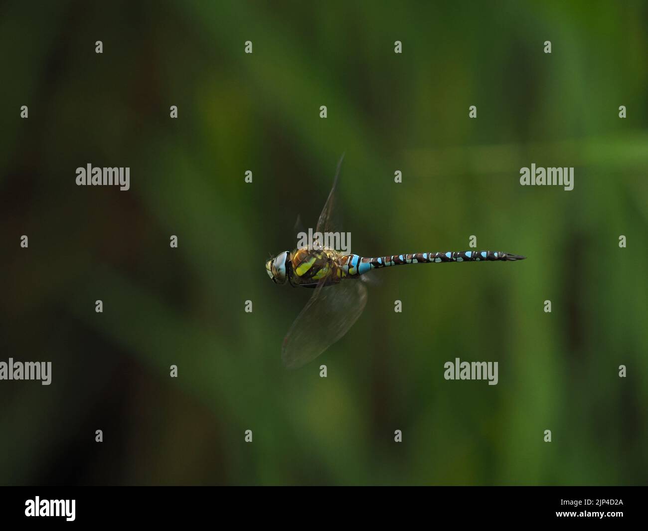 Migrant Hawker on the wing in August 2022 over open water of a reedbed. Stock Photo