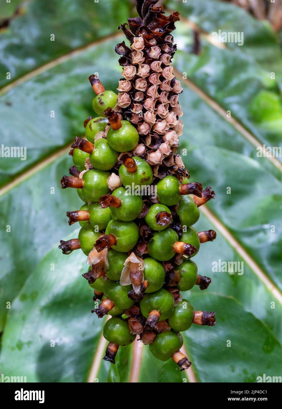 Green fruit of native plant. Sulawesi, Indonesia. Stock Photo