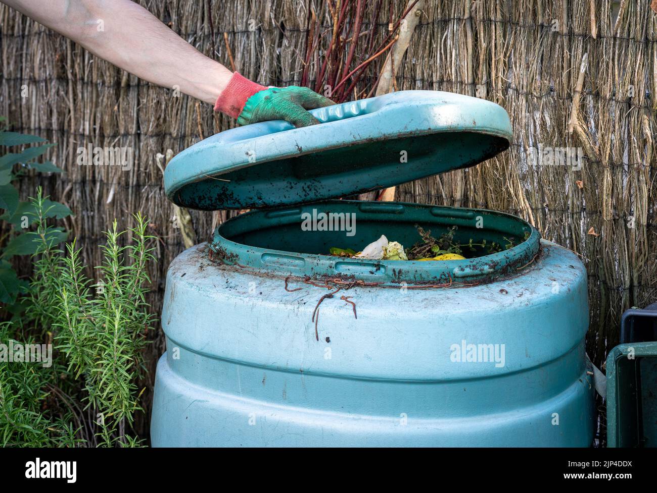 Opening the compost bin with worms processing the food waste Stock