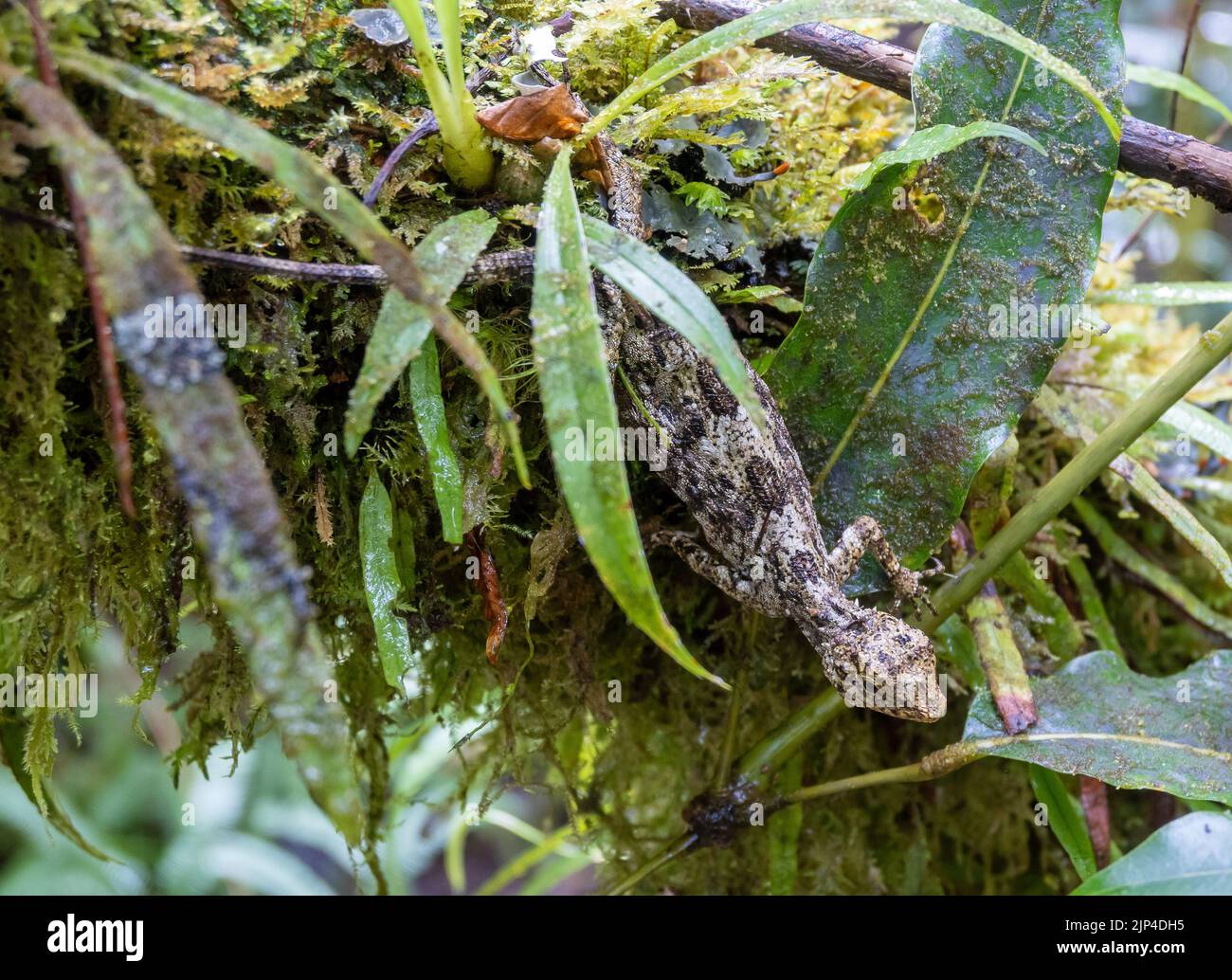 Sulawesi Lined Gliding Lizard (Draco spilonotus) on a mossy branch. Lore Lindu National Park, Sulawesi, Indonesia. Stock Photo