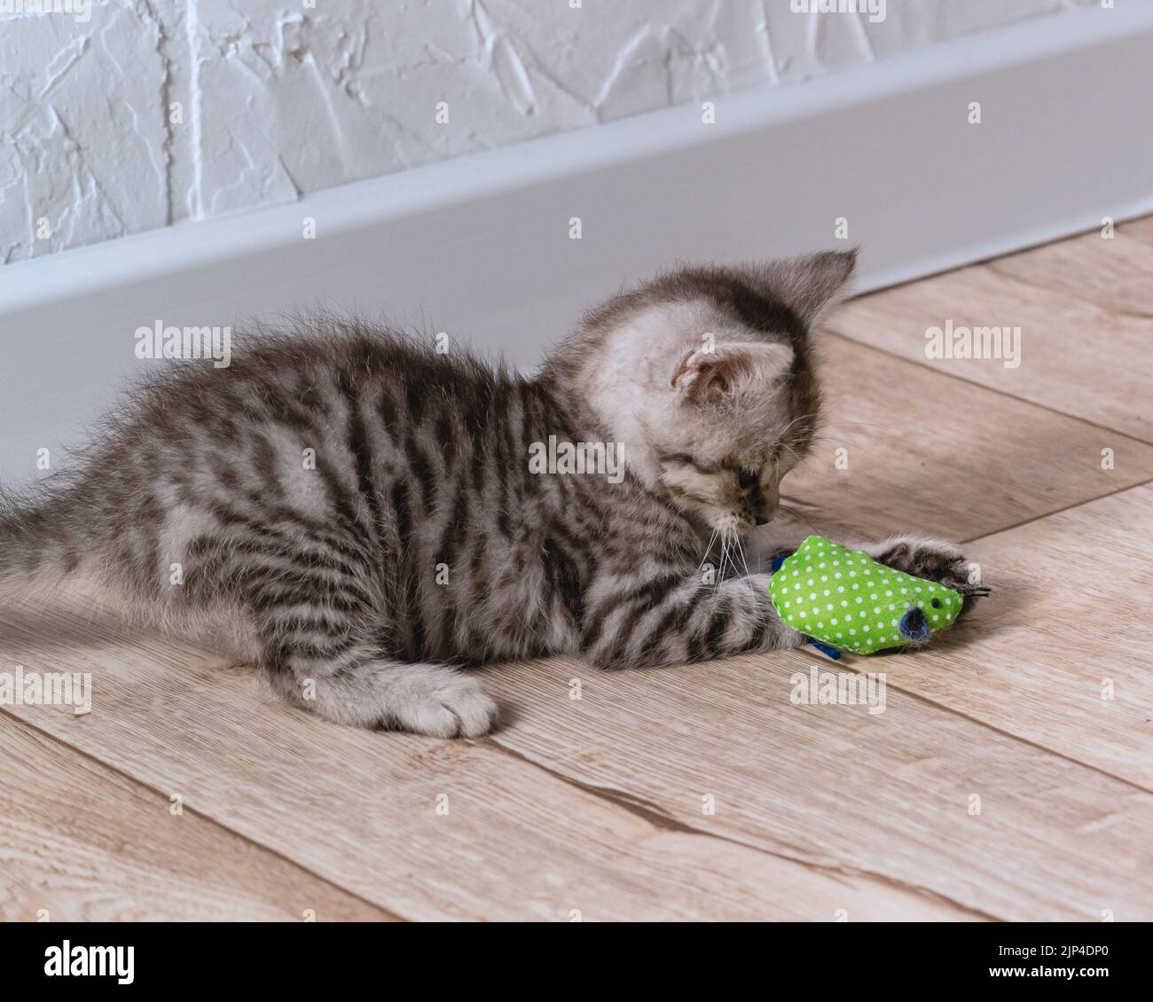 A small striped gray-white kitten is having fun playing on the floor with a green mouse toy. Selective focus Stock Photo