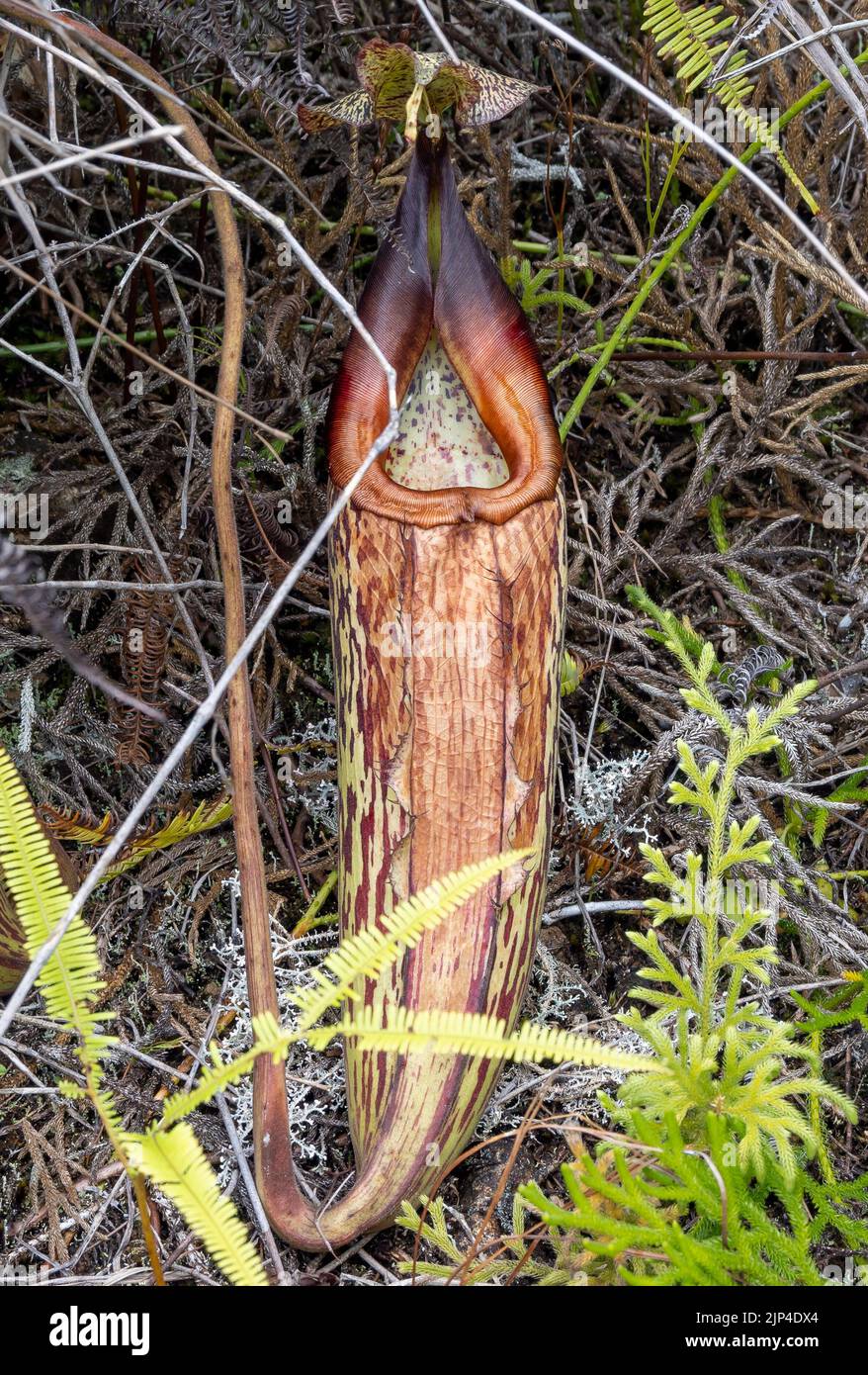 Carnivorous Pitcher plant Nepenthes maxima in the wild. Sulawesi, Indonesia. Stock Photo