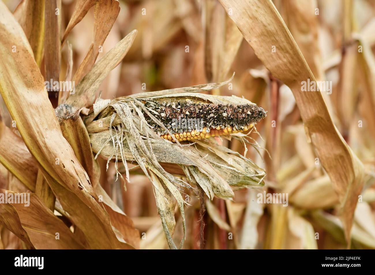 Dried sick rotten corncob with black maize kernel in agricultural field Stock Photo