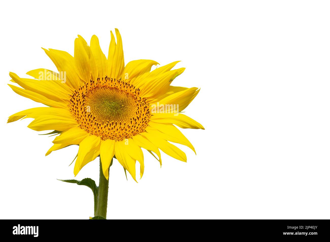 Big yellow sunflower isolated on white with copy space Stock Photo - Alamy