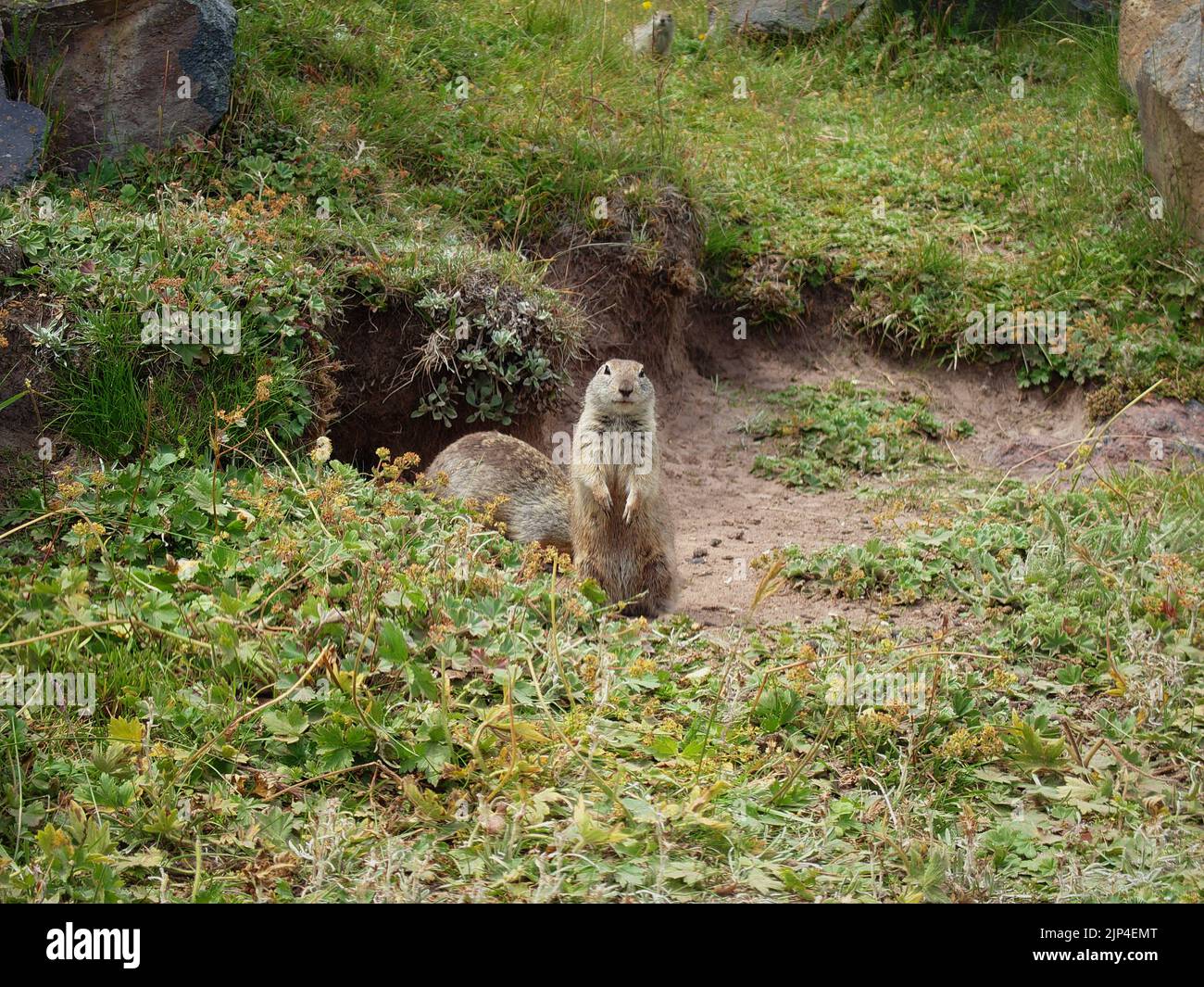 A Caucasian gopher sits and poses for the camera Stock Photo - Alamy