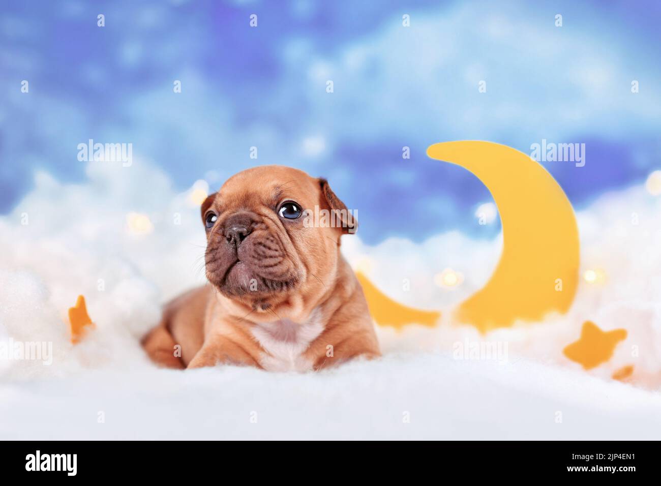 Red fawn French Bulldog dog puppy between fluffy clouds with moon and stars Stock Photo