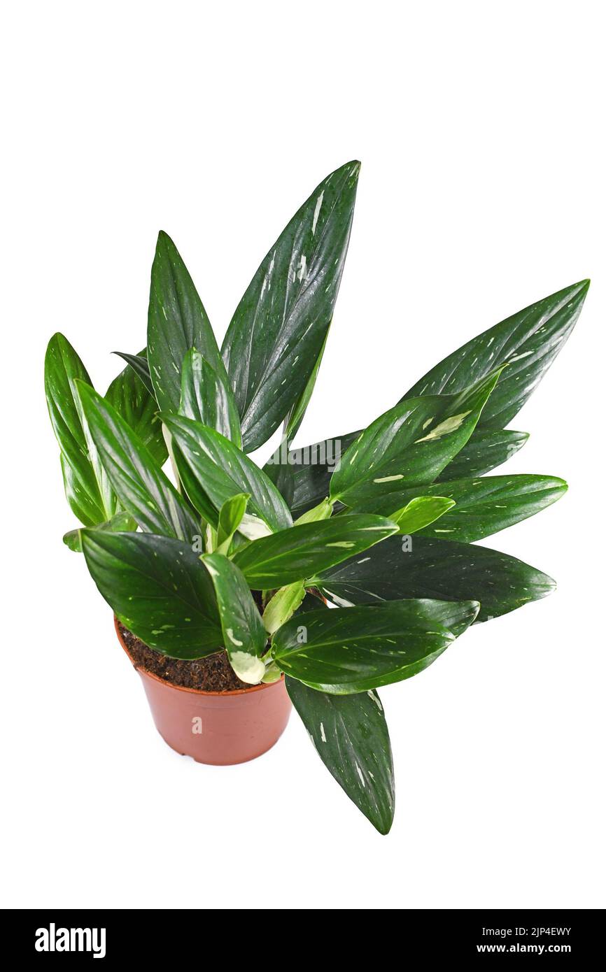 Tropical 'Monstera Standleyana' houseplant with white variagated leaves on white background Stock Photo