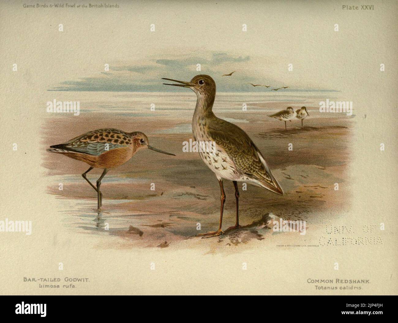 The game birds and wild fowl of the British Islands (Plate XXVI
