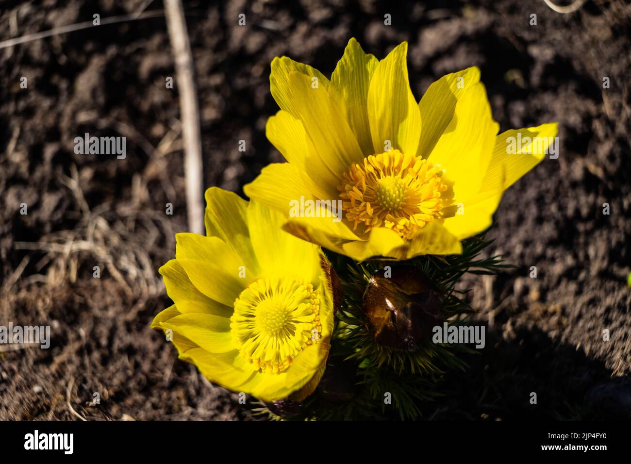 A closeup of yellow Amur adonis flowers on blur background Stock Photo
