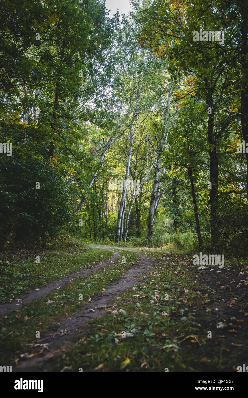 A walking path in the woods Stock Photo - Alamy