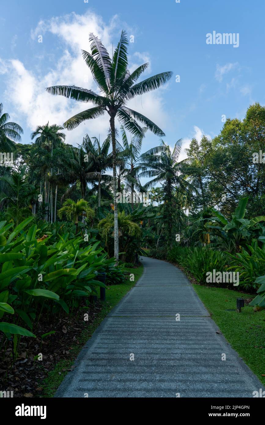 Pathway with Tropical Palms and Lush Shrubbery in Botanic Gardens ...