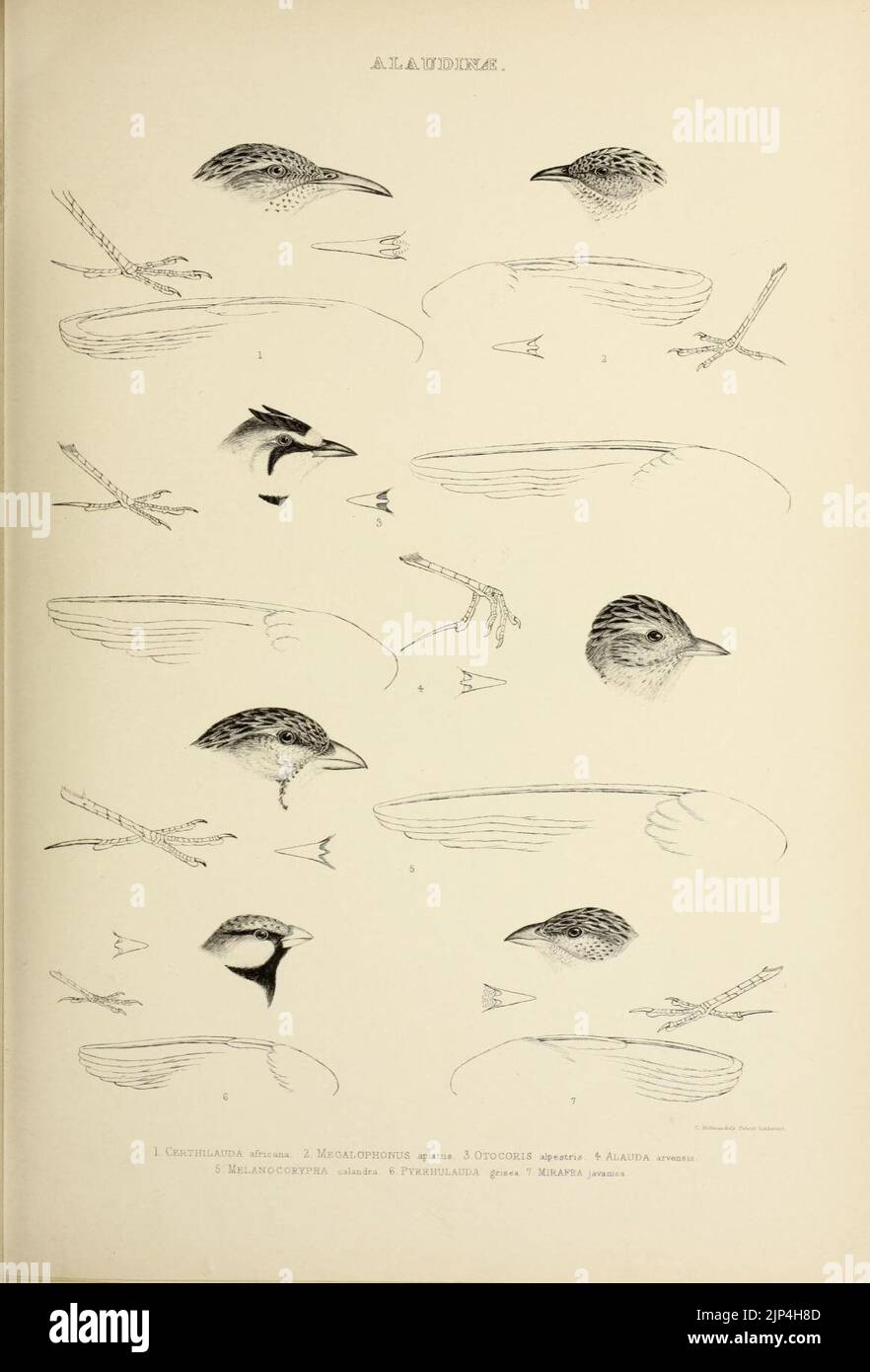 The genera of birds (19179994171 Stock Photo - Alamy