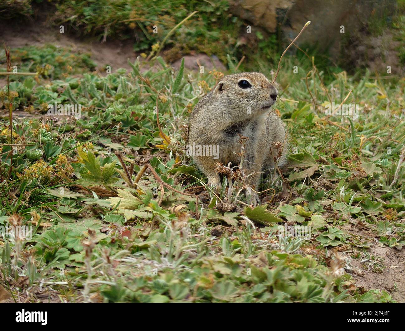 A Caucasian gopher sits and poses for the camera Stock Photo - Alamy