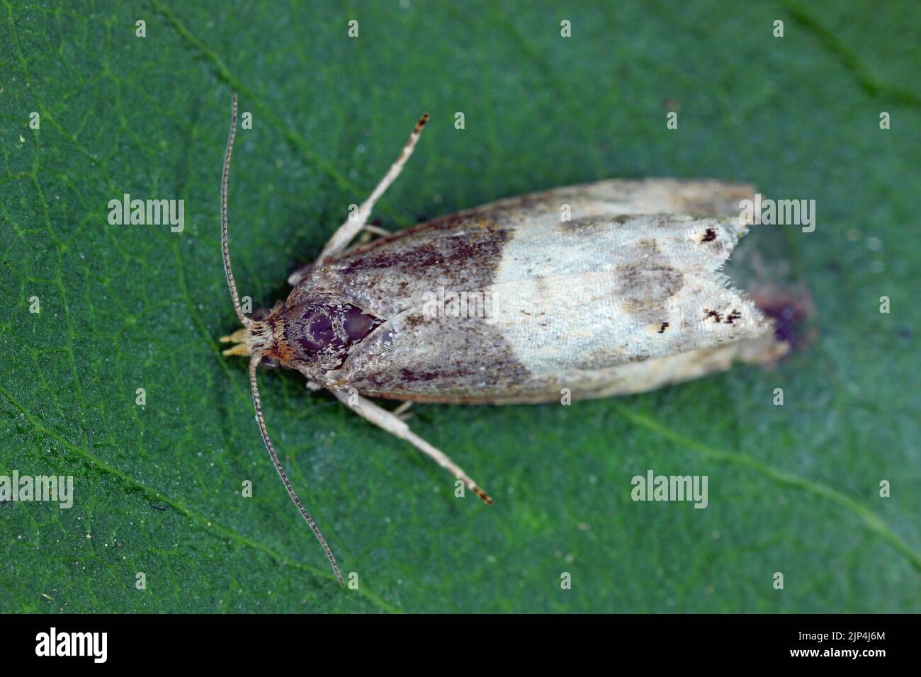 Adult Tortricid Leafroller Moth of the Family Tortricidae. Stock Photo