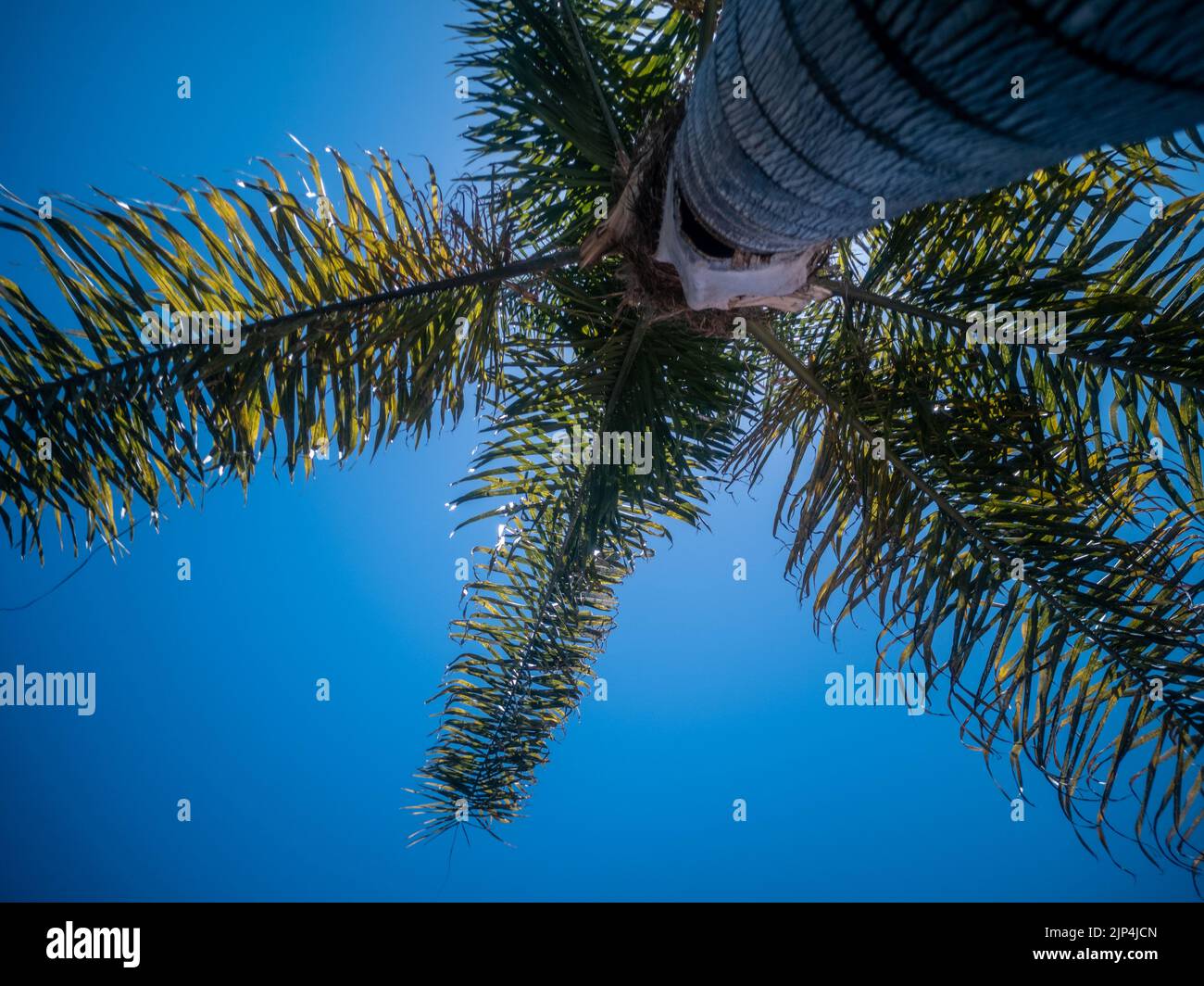 A low angle view of a tall palm tree against blue clear sky Stock Photo ...