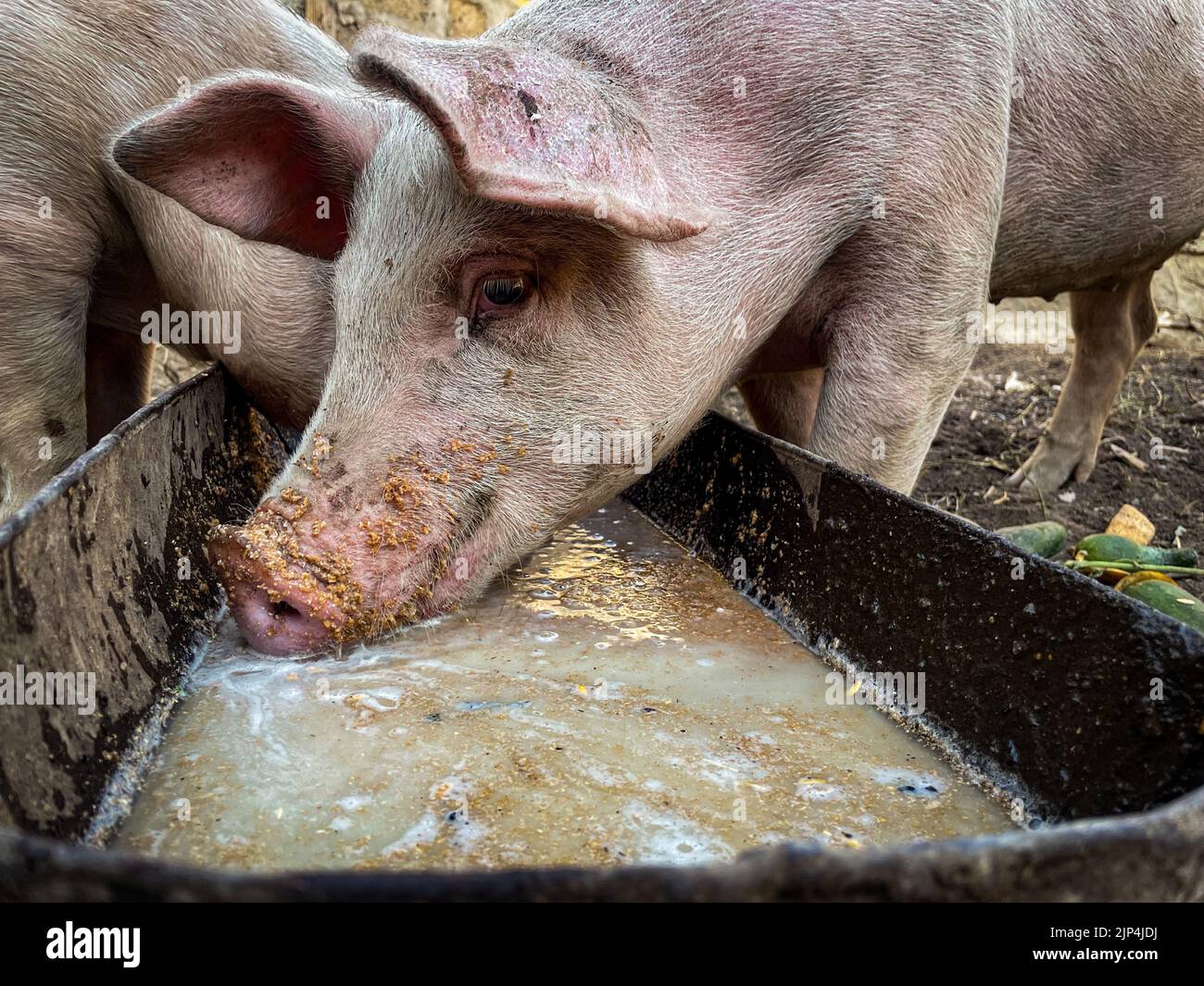 https://c8.alamy.com/comp/2JP4JDJ/a-closeup-shot-of-dirty-domestic-pigs-drinking-water-on-a-farm-in-sunny-weather-2JP4JDJ.jpg