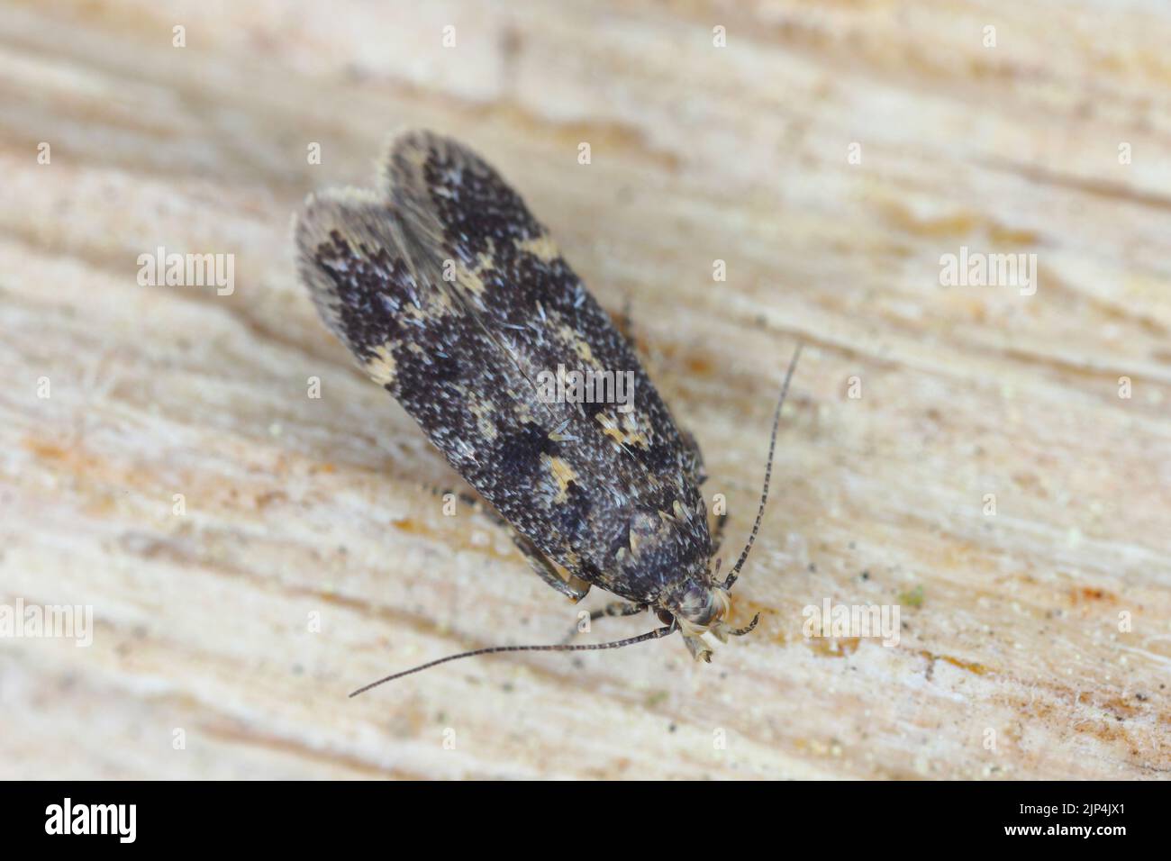 A tiny moth from the family Gelechiidae commonly referred to as twirler moths or gelechiid moths. The caterpillars are phytophagous. Stock Photo