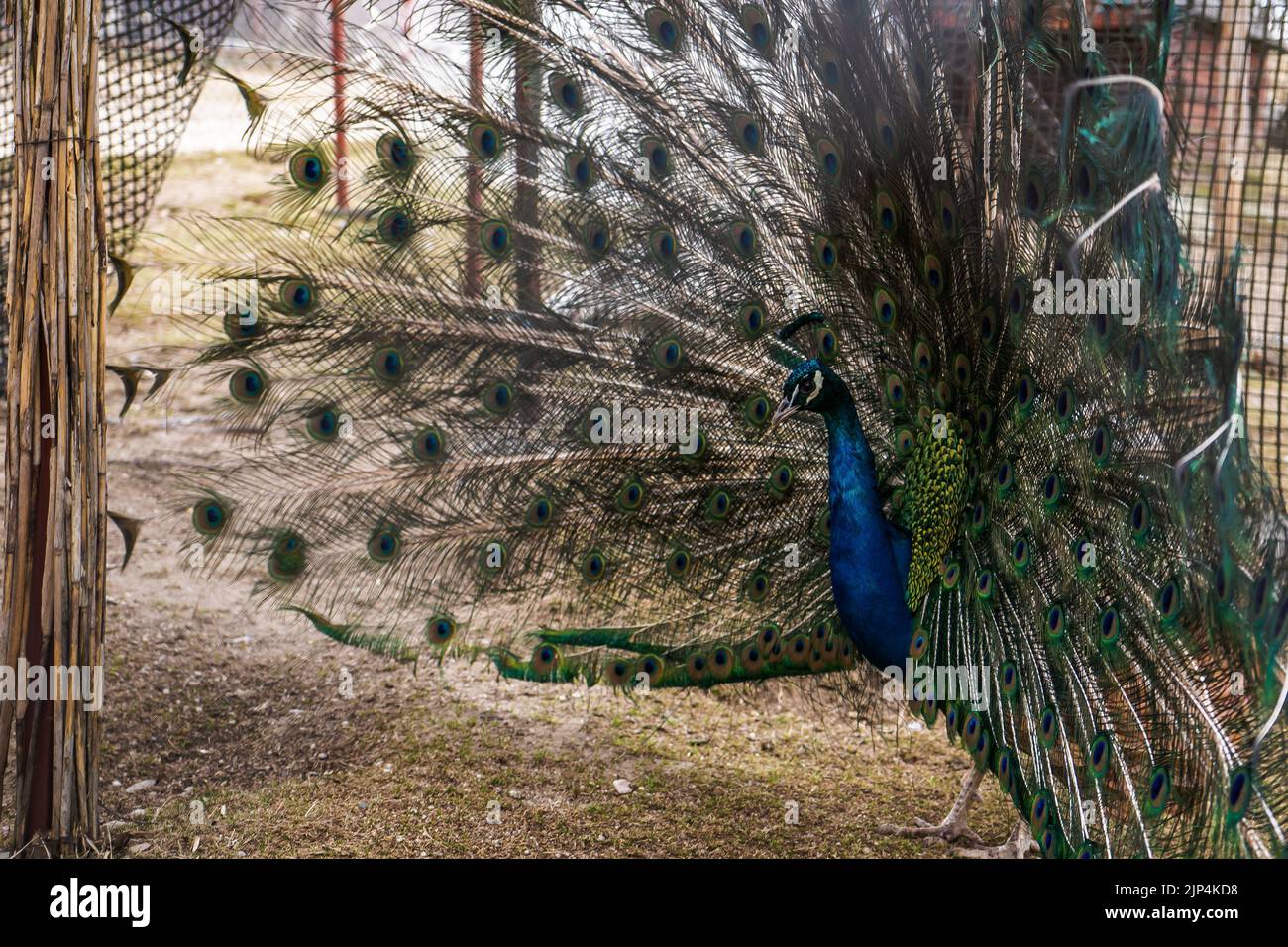 A beautiful view of colorful peacock with open tail in zoo surrounded ...