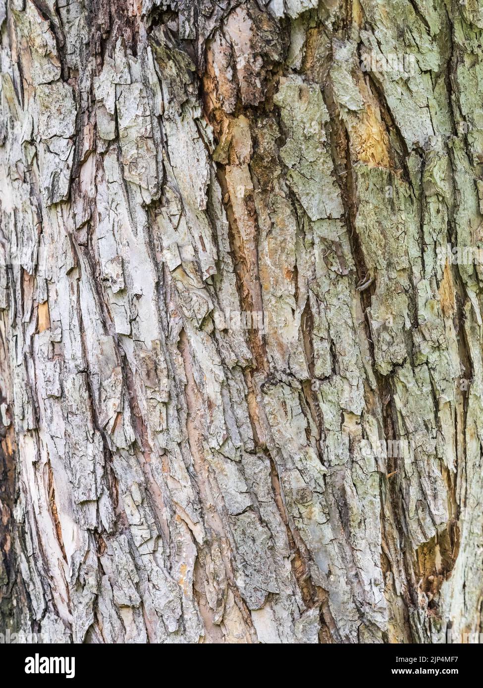 The texture of the bark of an old apple tree detailed bark texture