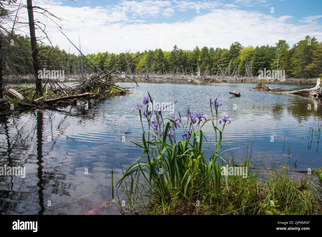 A group of harlequin blue flag or blue iris flowers growing alongside