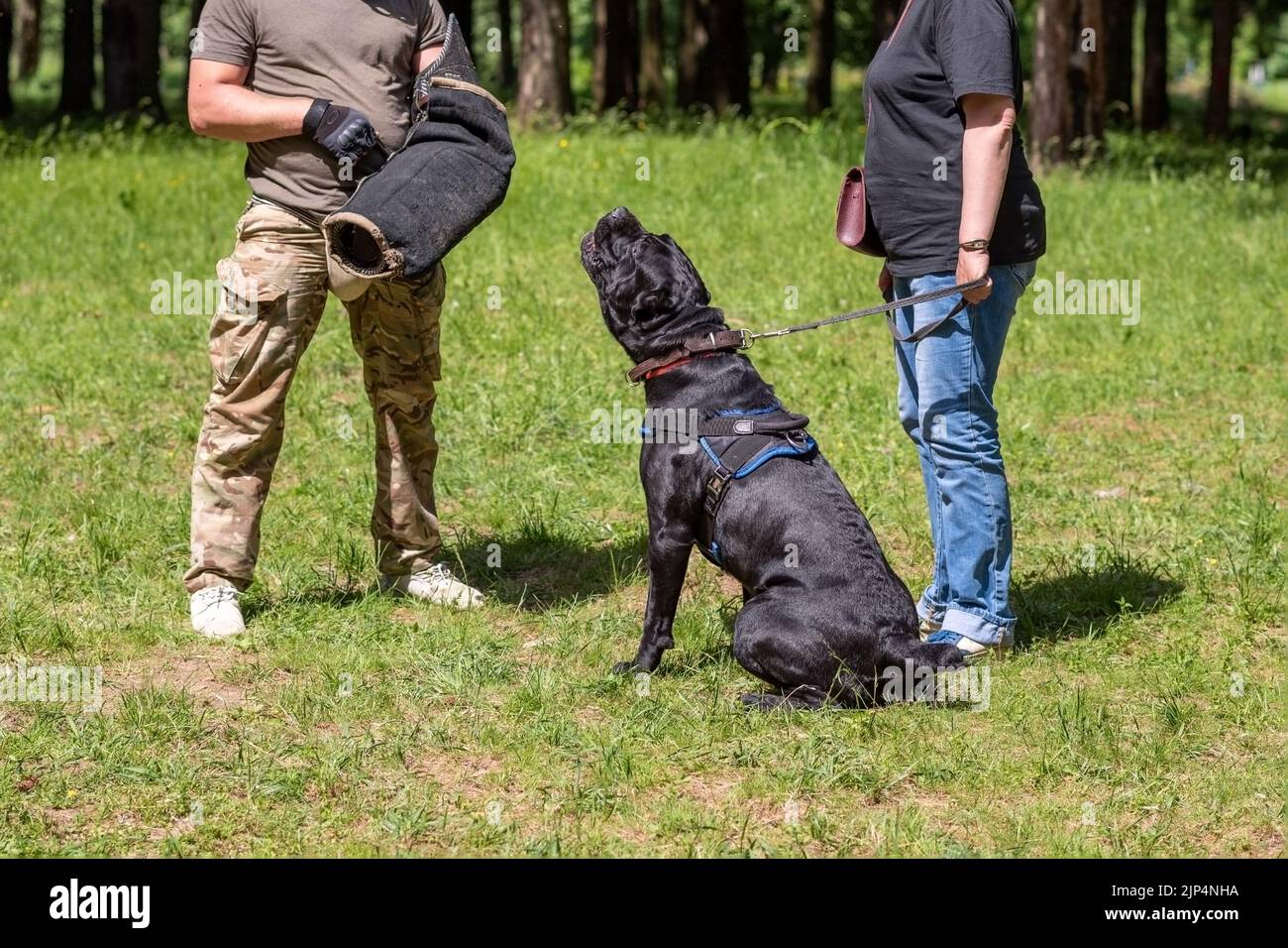 Cane Corso attacking dog handler during aggression training. High