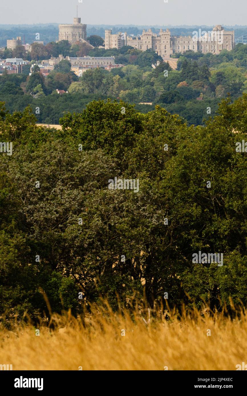 Windsor, UK. 15th August, 2022. Windsor Castle is viewed across sun-bleached parkland in Windsor Great Park. Five months of below average rainfall combined with extreme heat due to climate change has caused record-breaking droughts in parts of southern and central England. Credit: Mark Kerrison/Alamy Live News Stock Photo