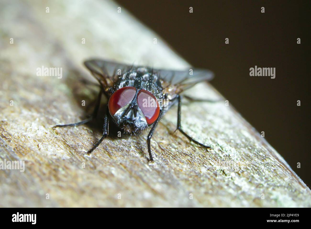Resting House Fly With One Broken Pixel in its Eye on Sunny Day Stock ...