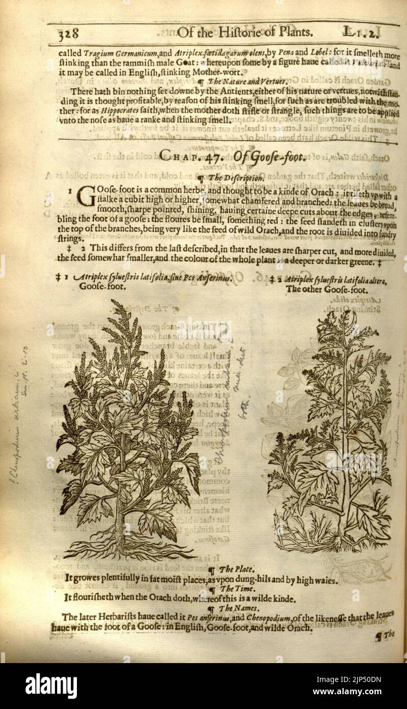 The herball, or, Generall historie of plantes