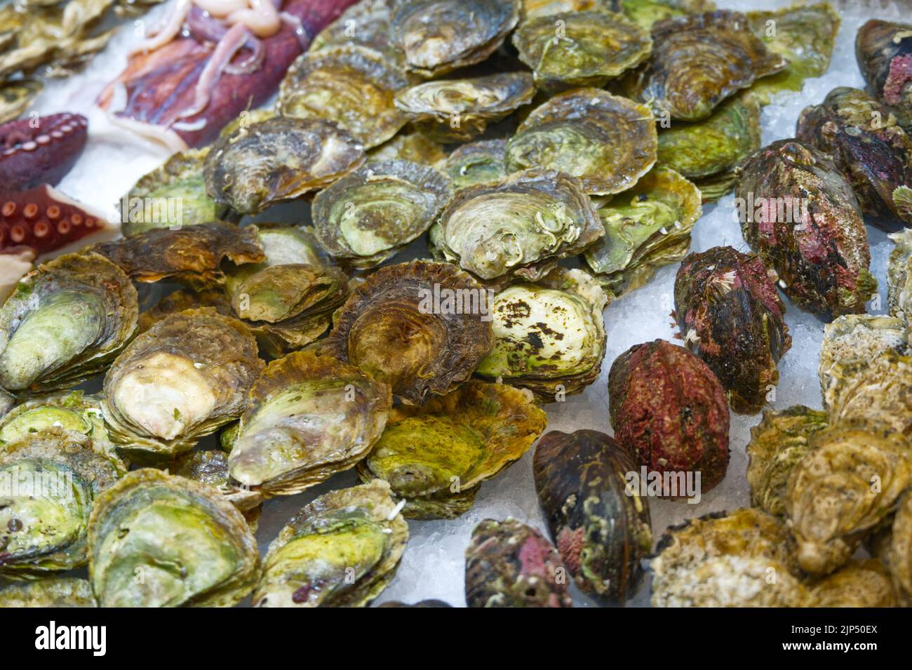 Sea food shells shellfish in freezer Stock Photo