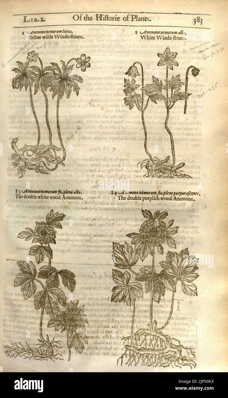The herball, or, Generall historie of plantes (Page 383) Stock Photo