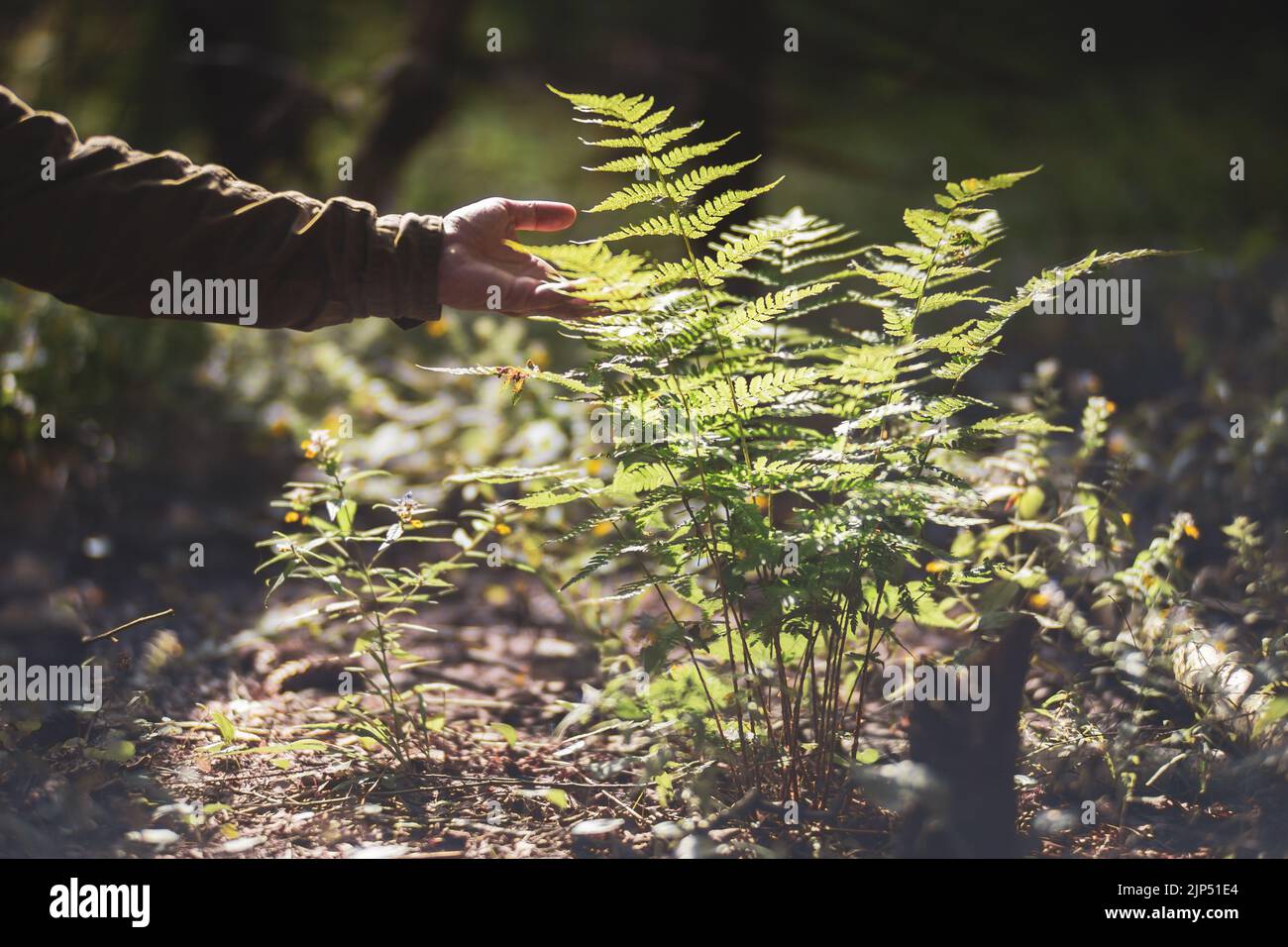 A man's hand touches a fern in the forest. Caring for the environment. The ecology the concept of saving the world and love nature by human Stock Photo