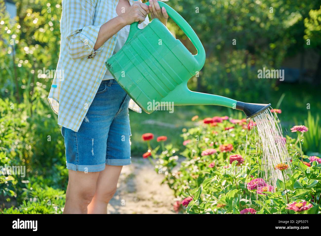 Woman watering zinnia flowers hi-res stock photography and images - Alamy