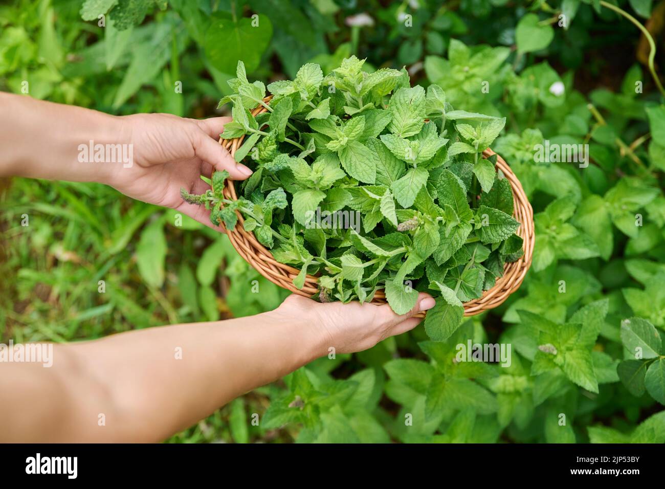 Harvesting mint leaves, woman's hands with pruner and wicker plate in