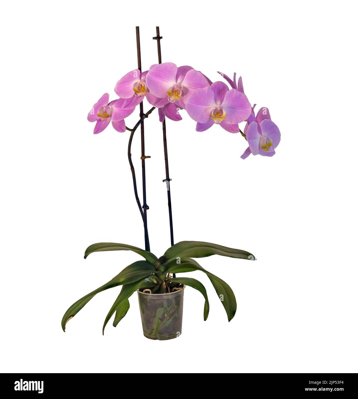 A beautiful pink Phalaenopsis orchid with one spike isolated on white background Stock Photo
